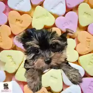 YorkieBabies