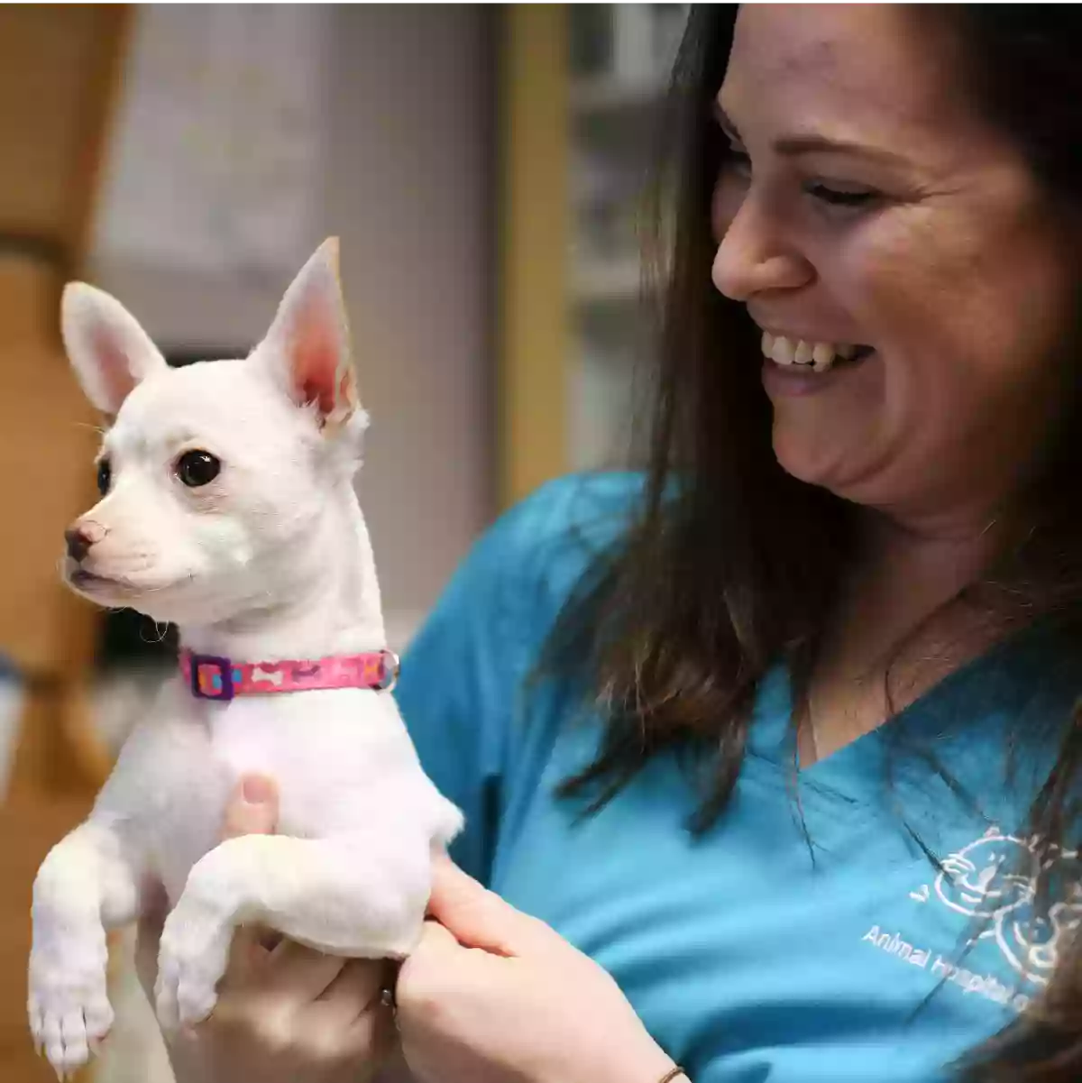 Animal Hospital of Dunedin