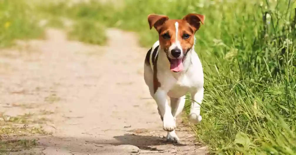 Tampa Bay K-9 Rehab Center