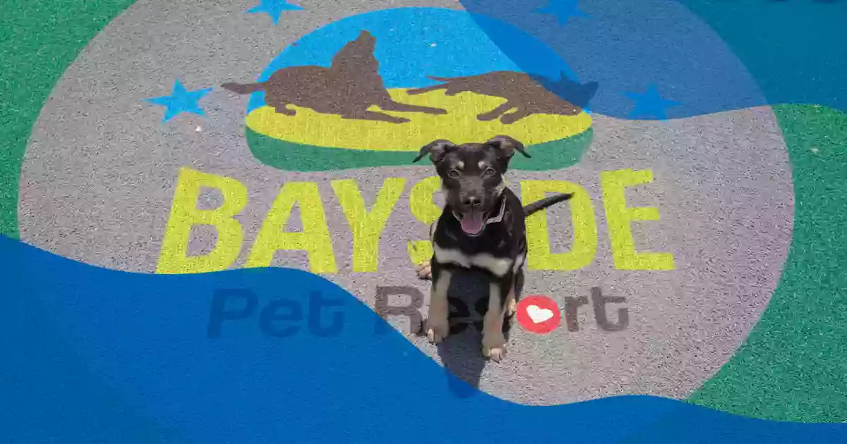 Bayside Pet Resort at Lakewood Ranch