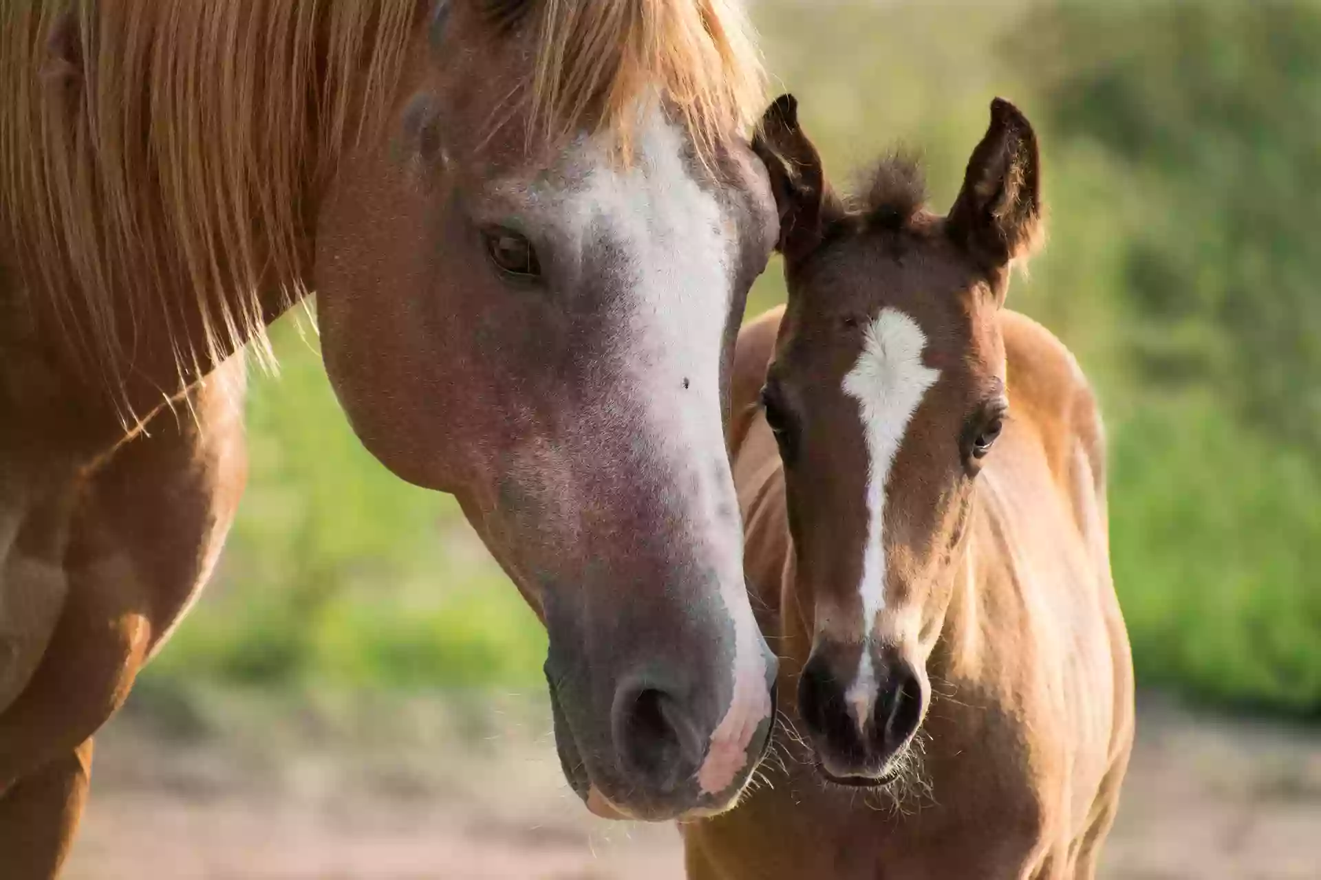 Brandon Equine Medical Center