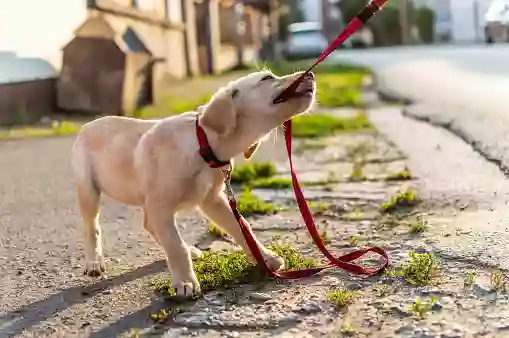 Pensacola Pet Resort Premier