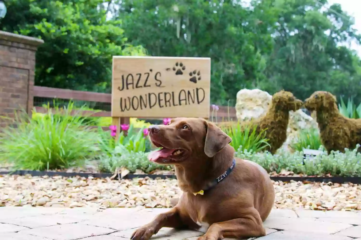 Jazz's Wonderland