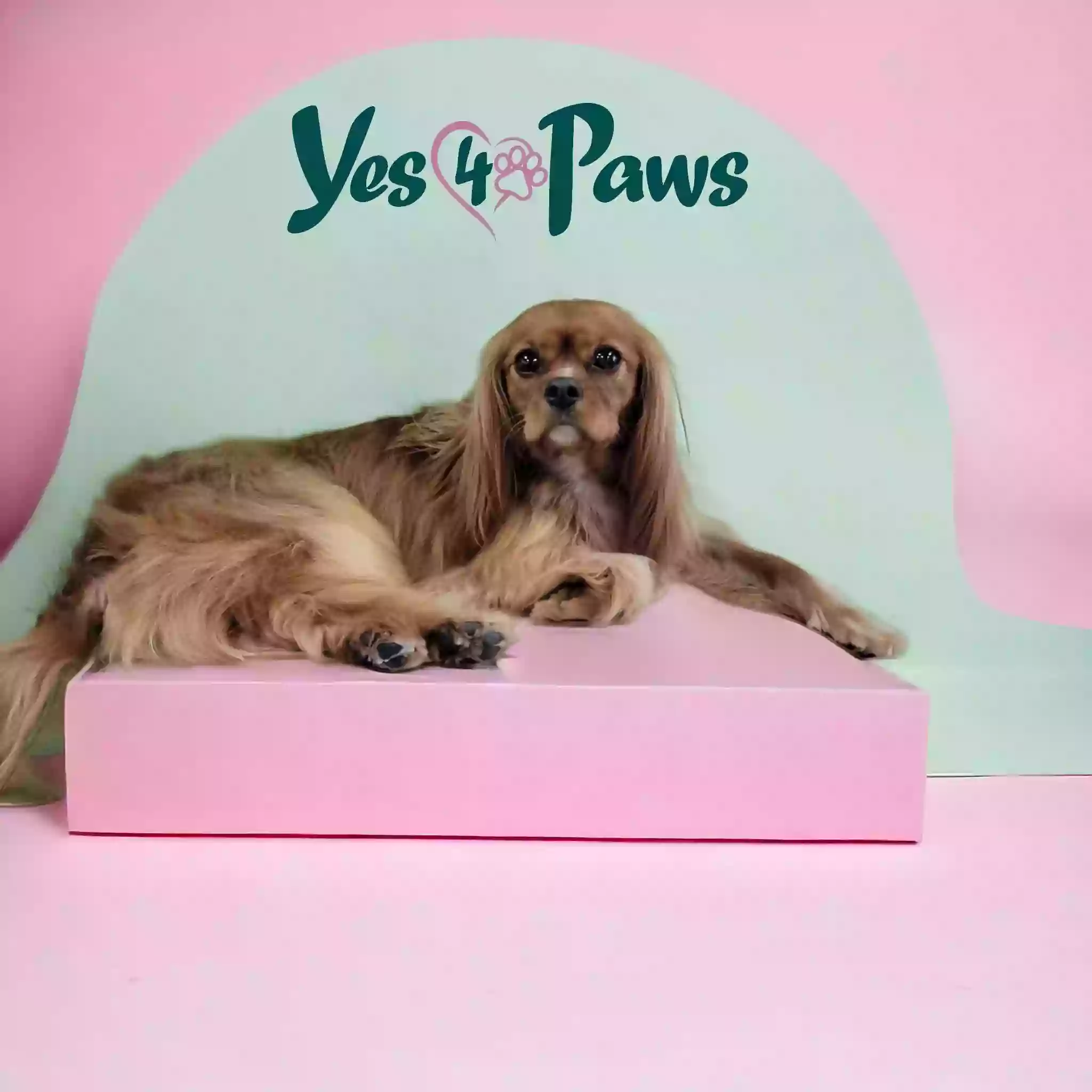 Yes4Paws LLC Professional Pet Grooming