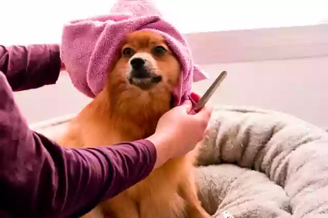 Puppy Purrs Dog Grooming