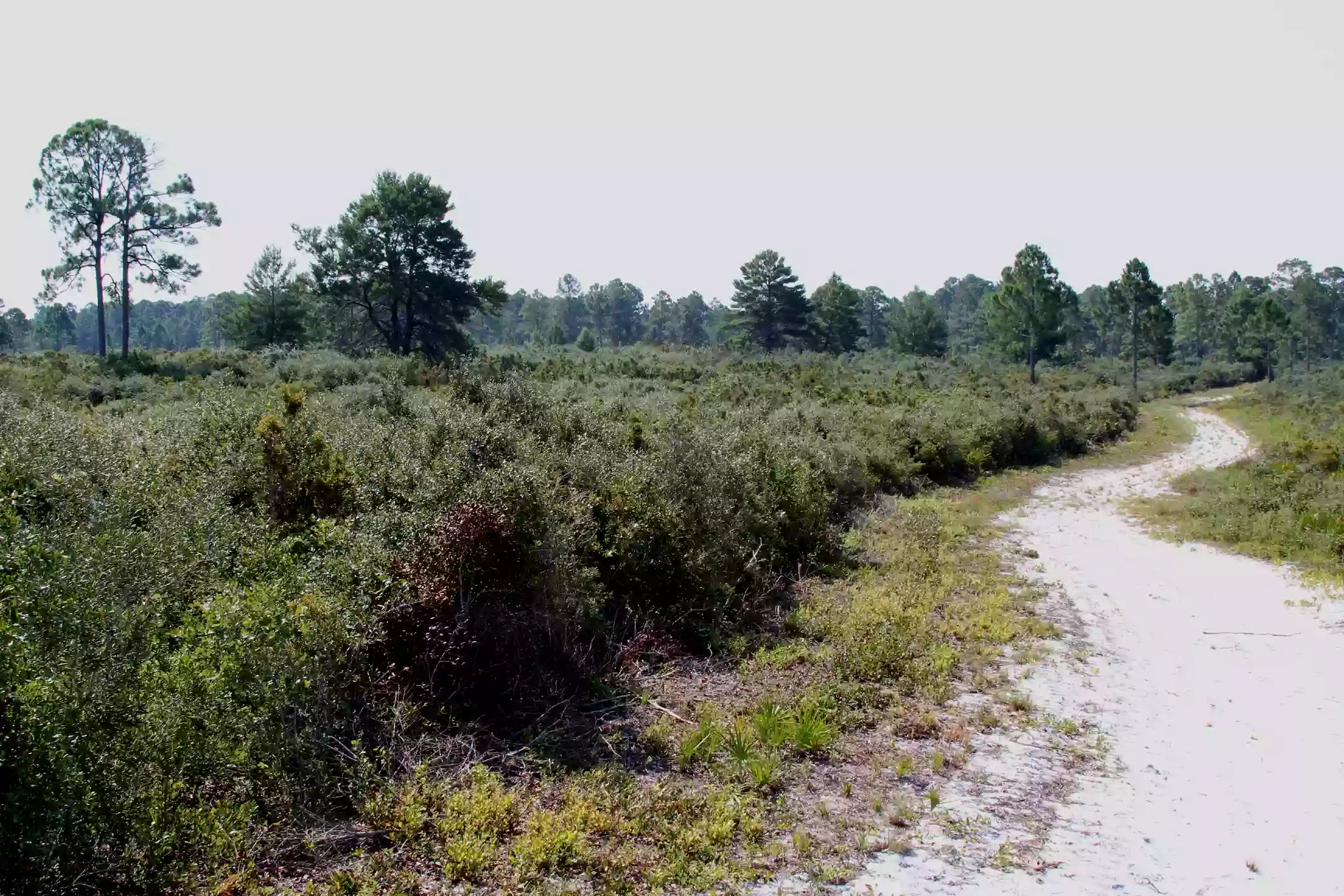 Cedar Key Scrub State Reserve