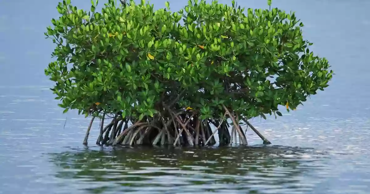 Caloosahatchee National Wildlife Refuge