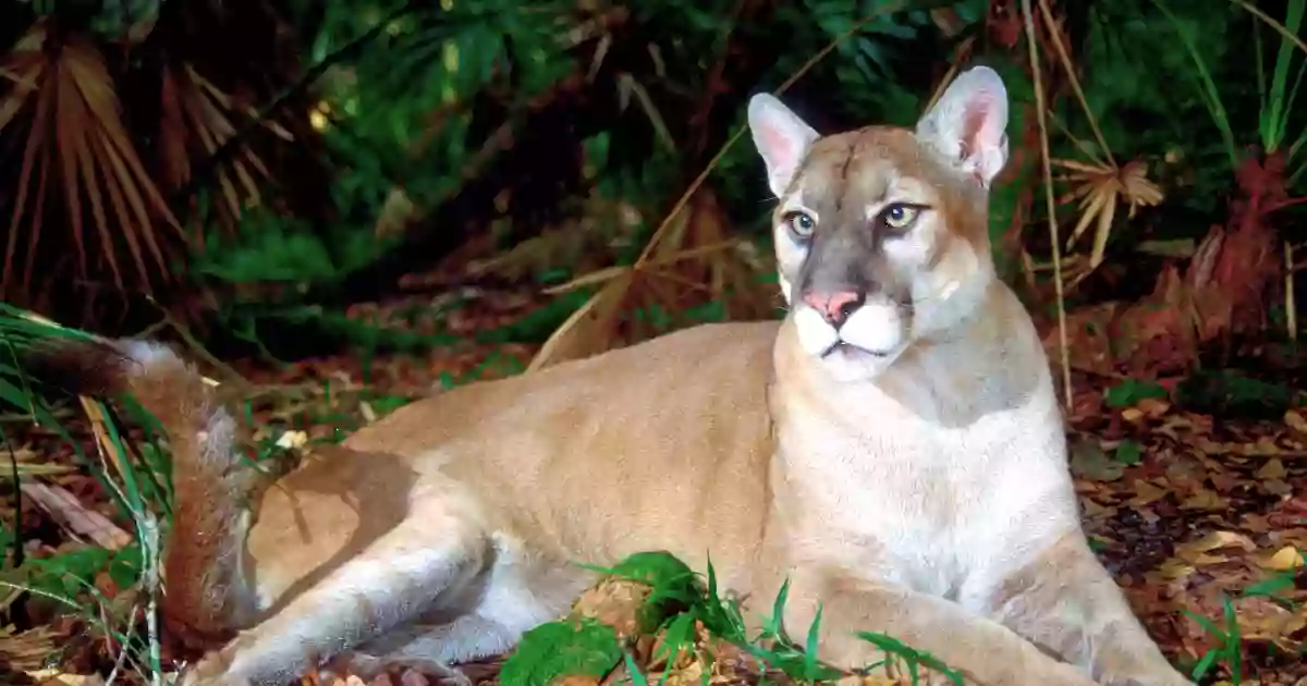 Florida Panther National Wildlife Refuge