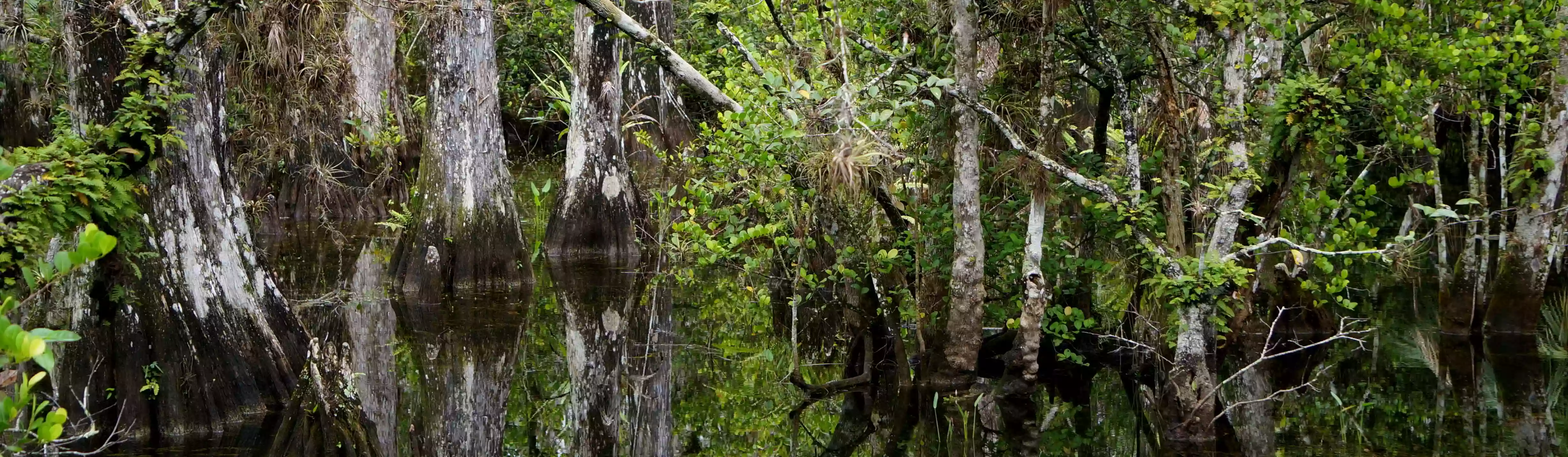 Big Cypress National Preserve