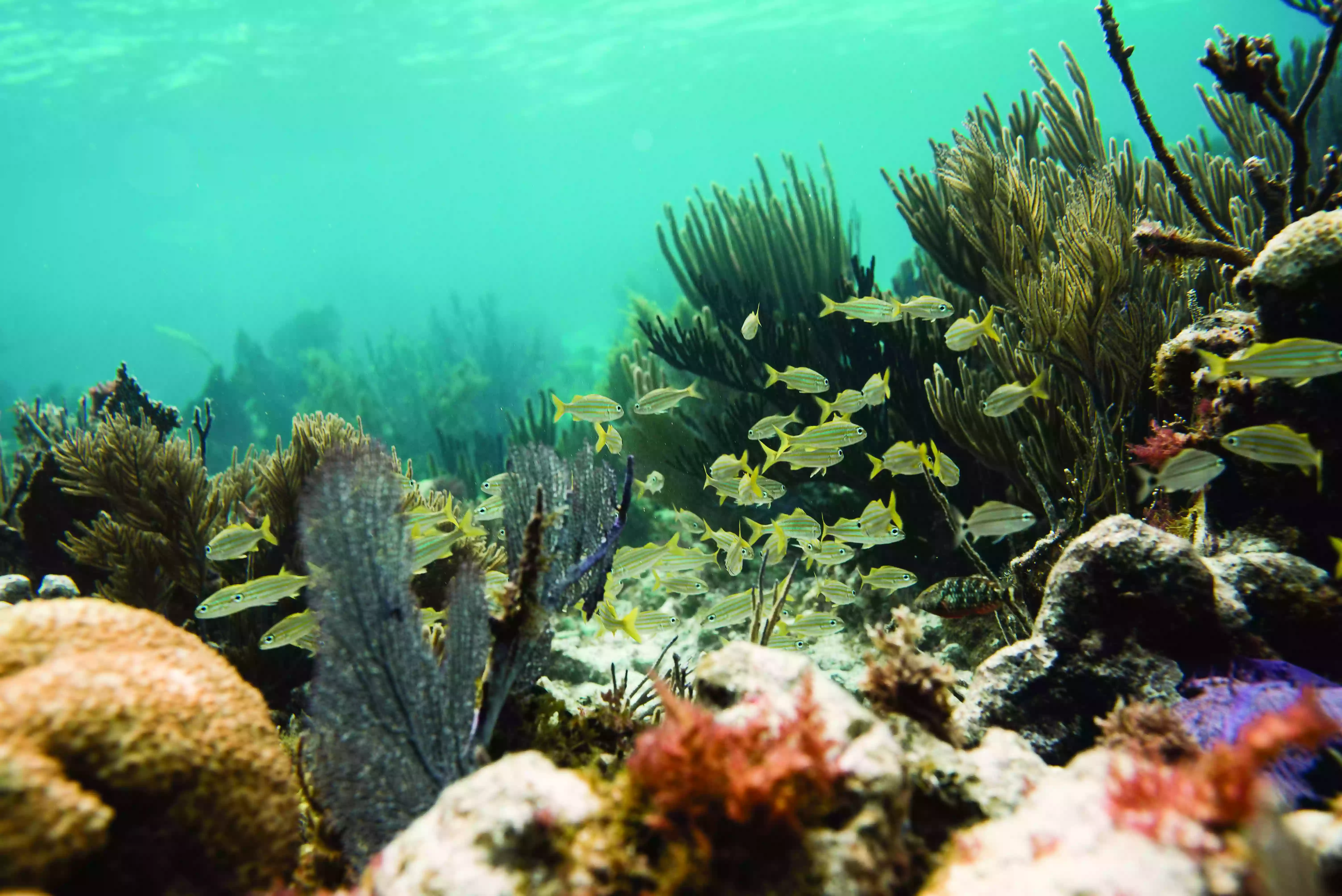 John Pennekamp Coral Reef State Park