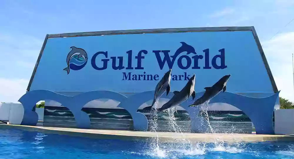 Dolphin Show