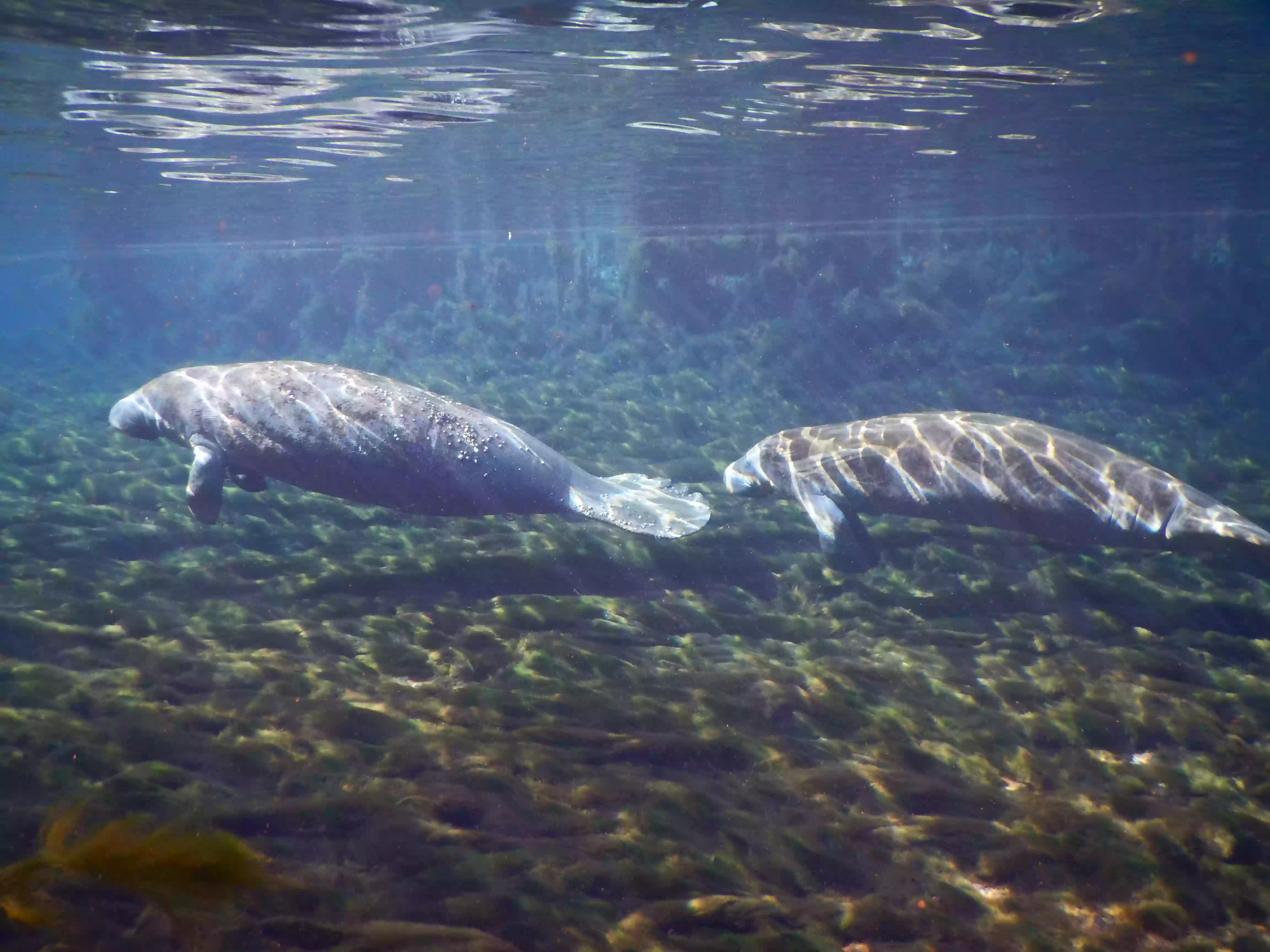 Manatee Springs State Park