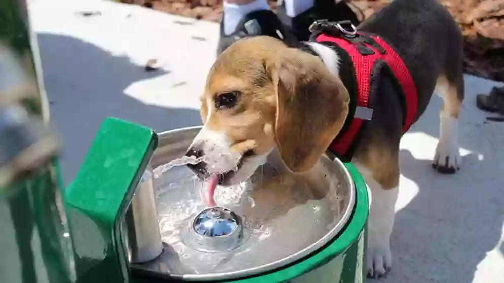 Carolyn Meeker Dog Park