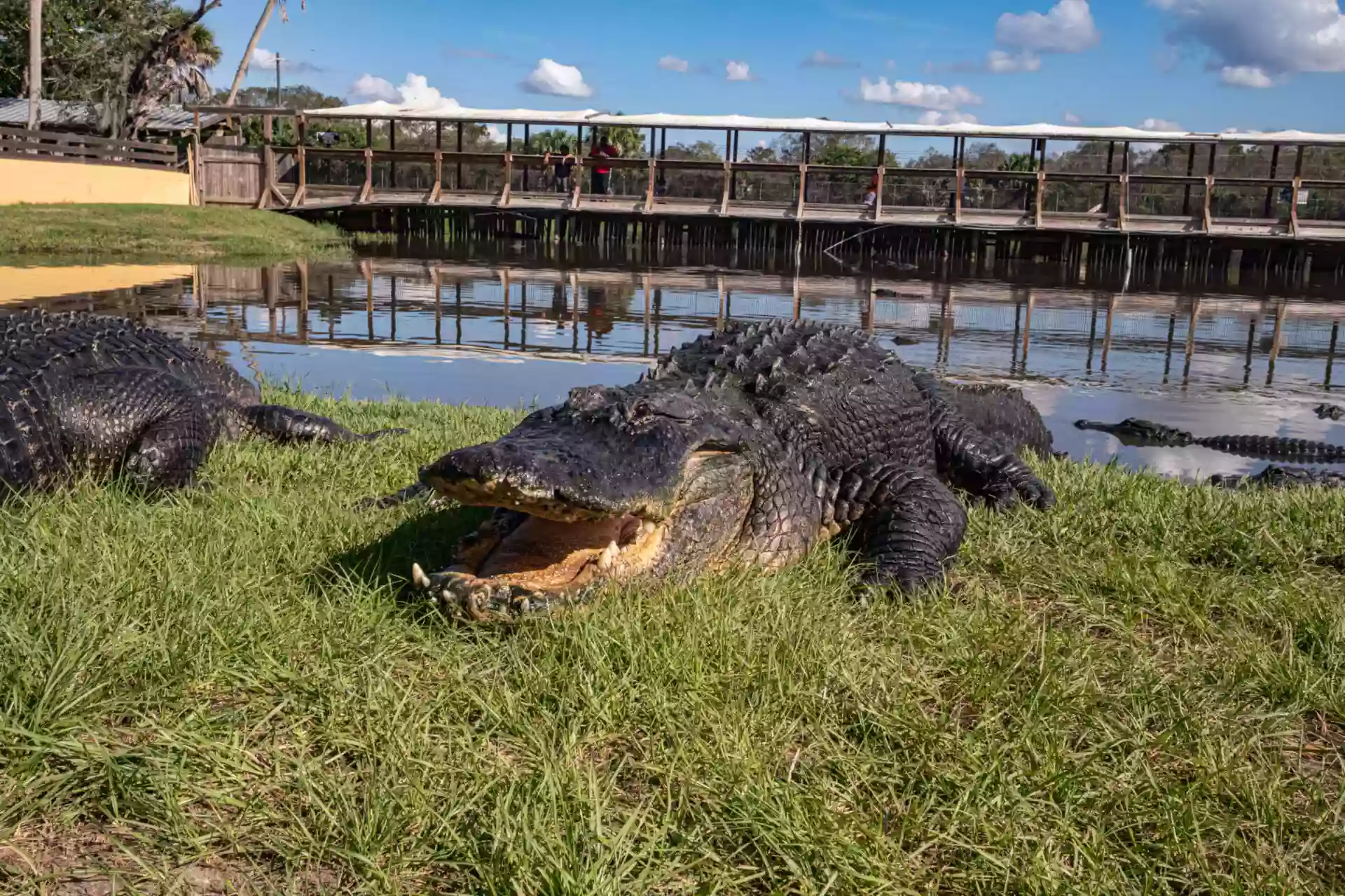 Gatorama Inc.