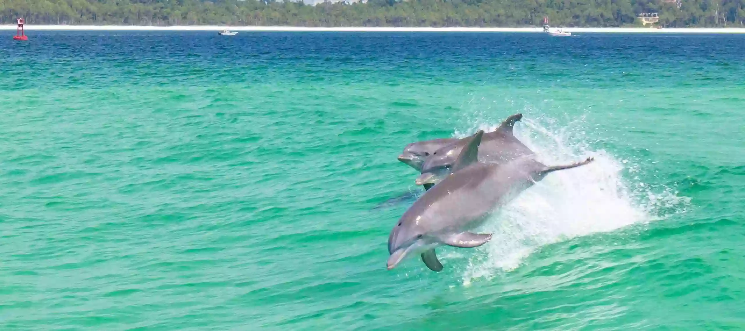 Chase-N-Fins Dolphin Cruise