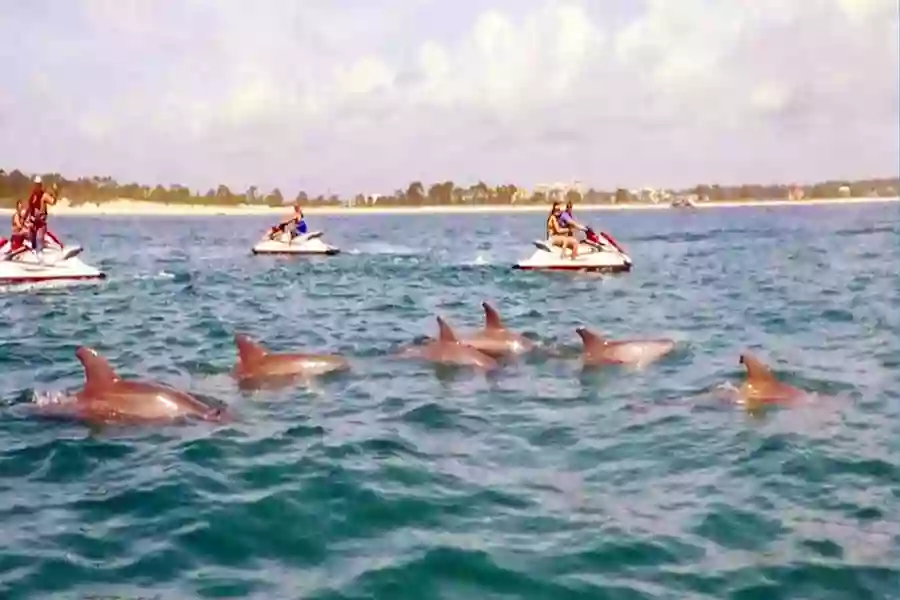 Jet Ski Dolphin Tours