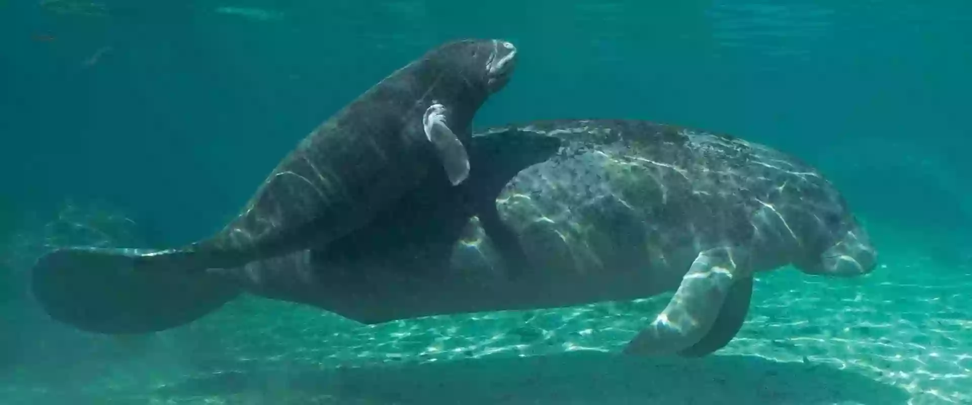 Manatee Swim Center