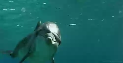 Island Adventure Dolphin Cruise Tarpon Springs