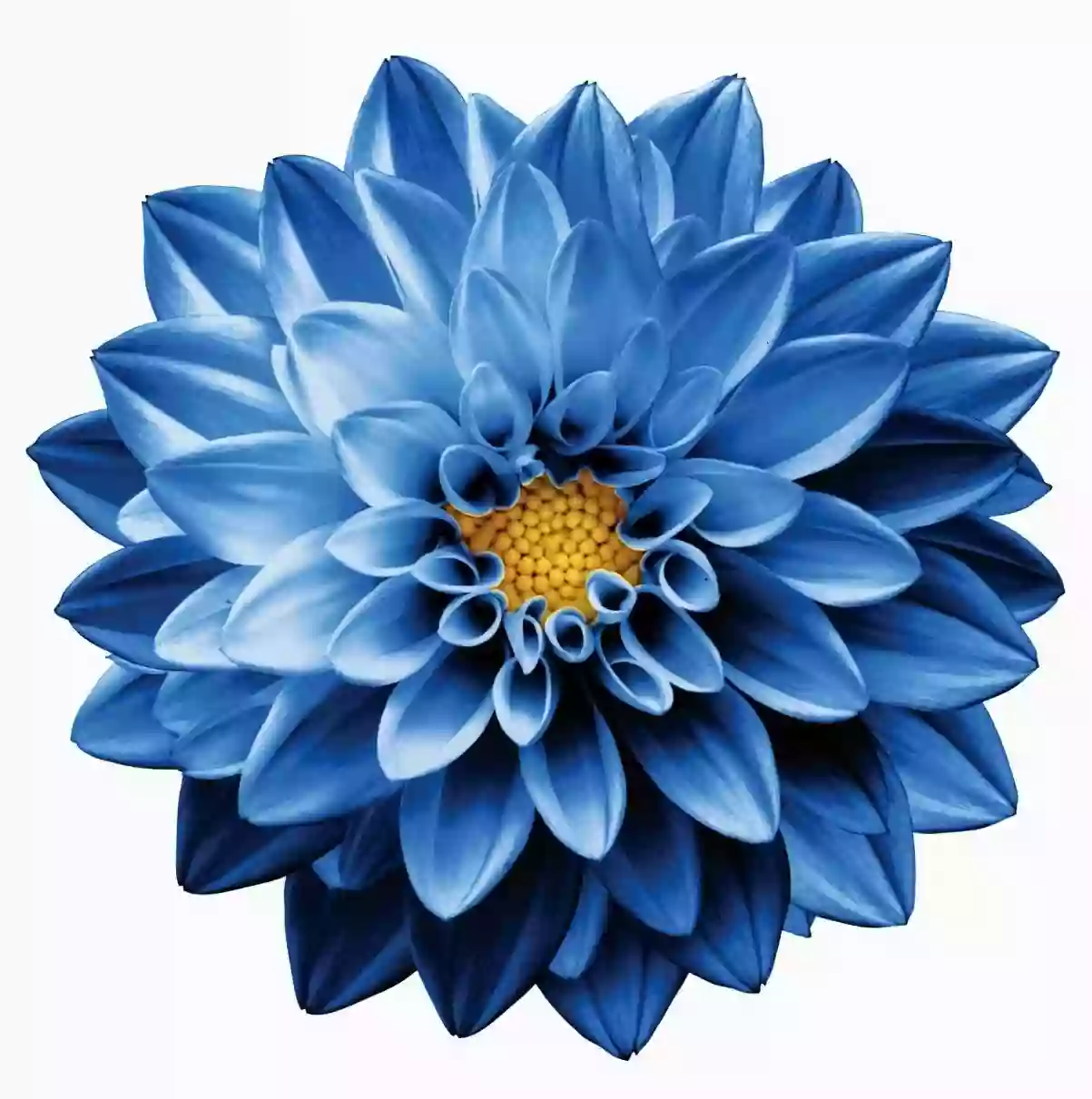 The Blue Dahlia Private Charters LLC