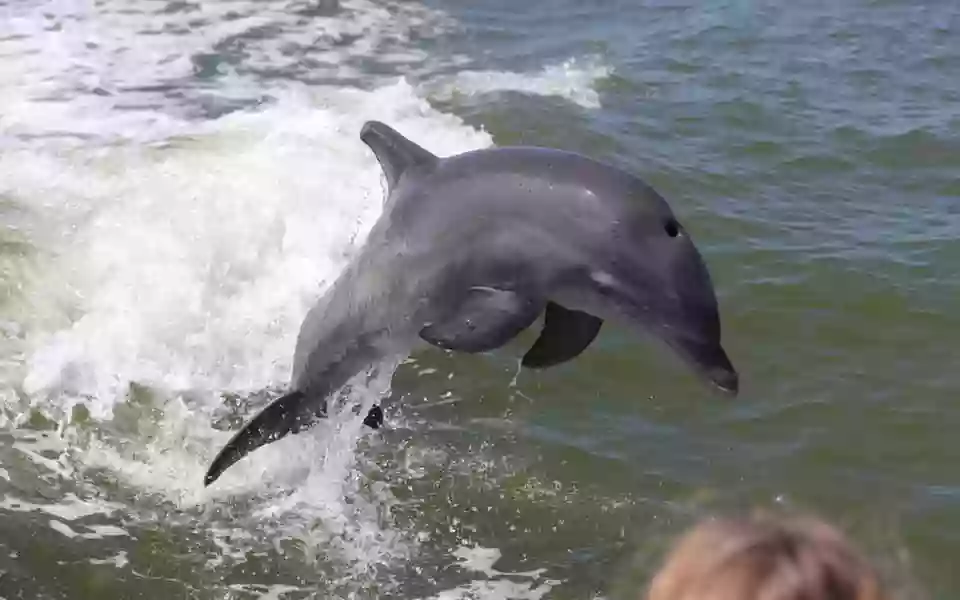 Marco Island Dolphin Tour - (239) 260-0512