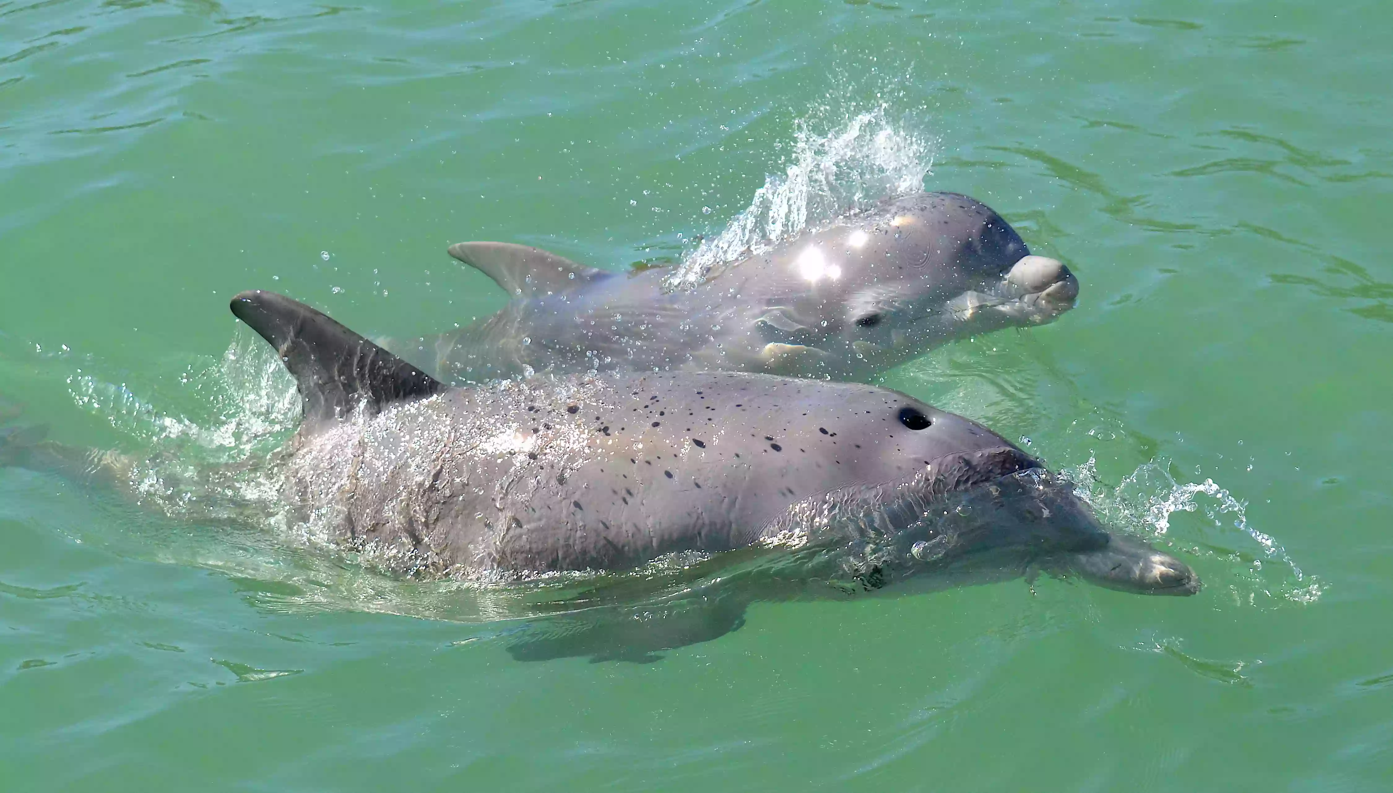 Dolphin Study