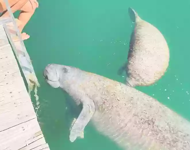 Snorkeling With Manatees