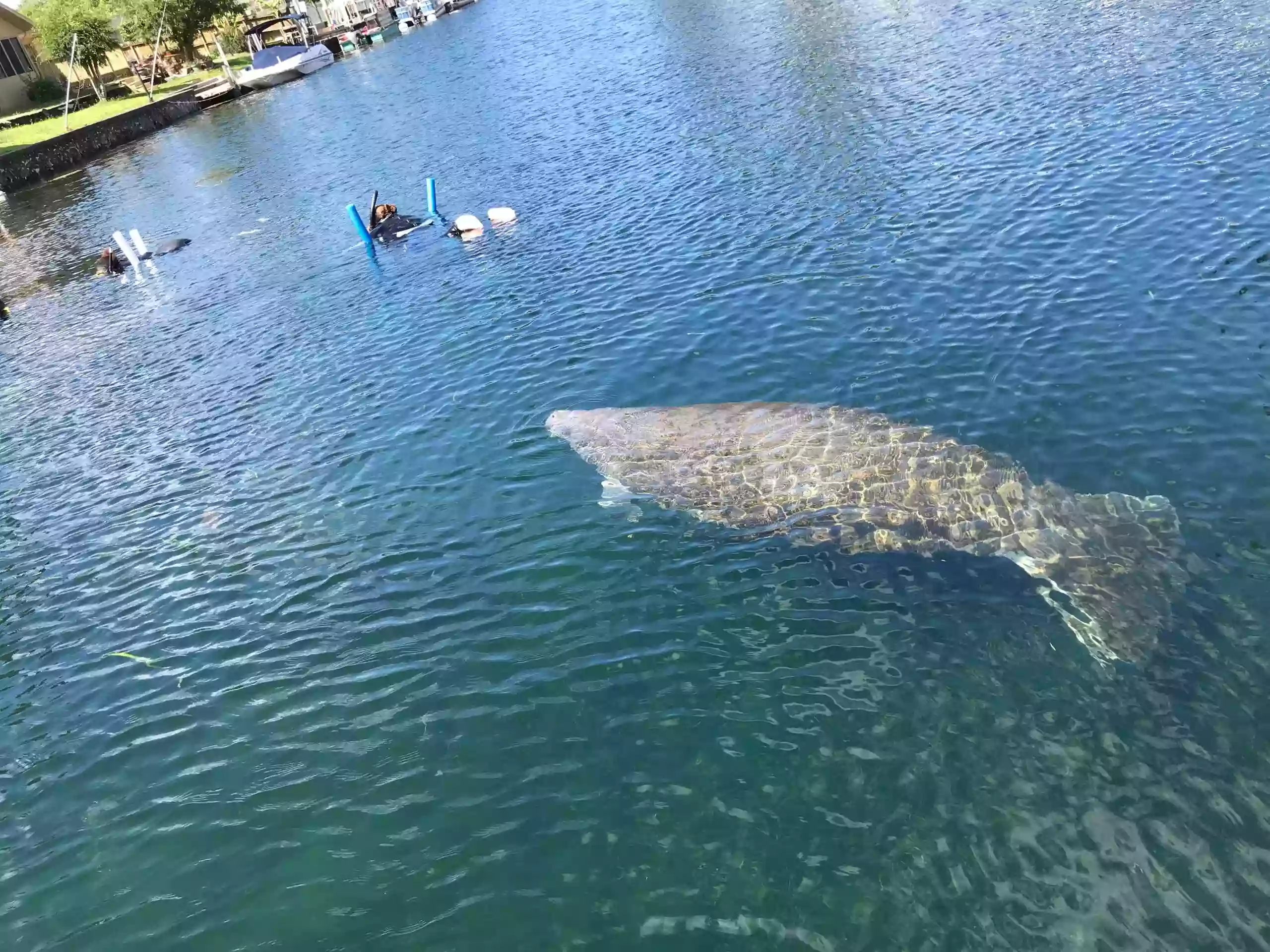 Crystal River Manatee Fun