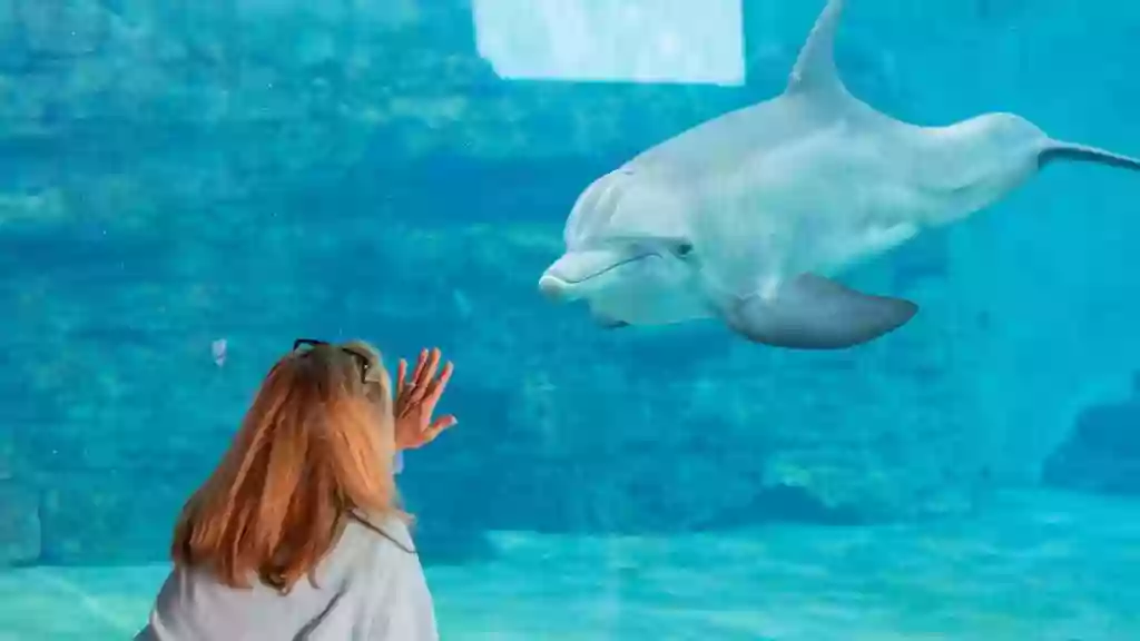 Parking Garage at Clearwater Marine Aquarium