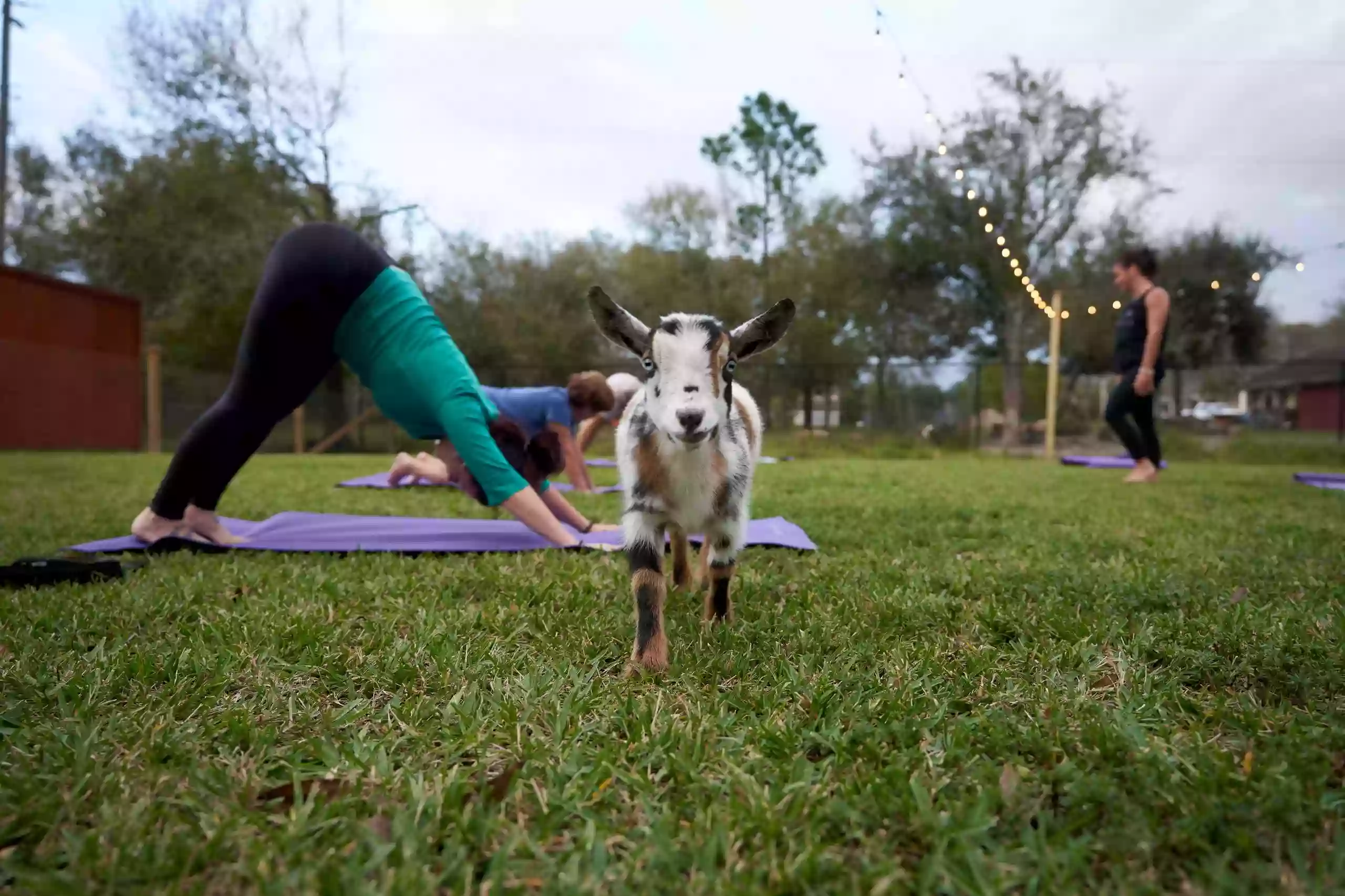 Dim Jandy Ranch Goat Yoga. Nigerian Dwarf Goats For Sale Fort Myers, FL