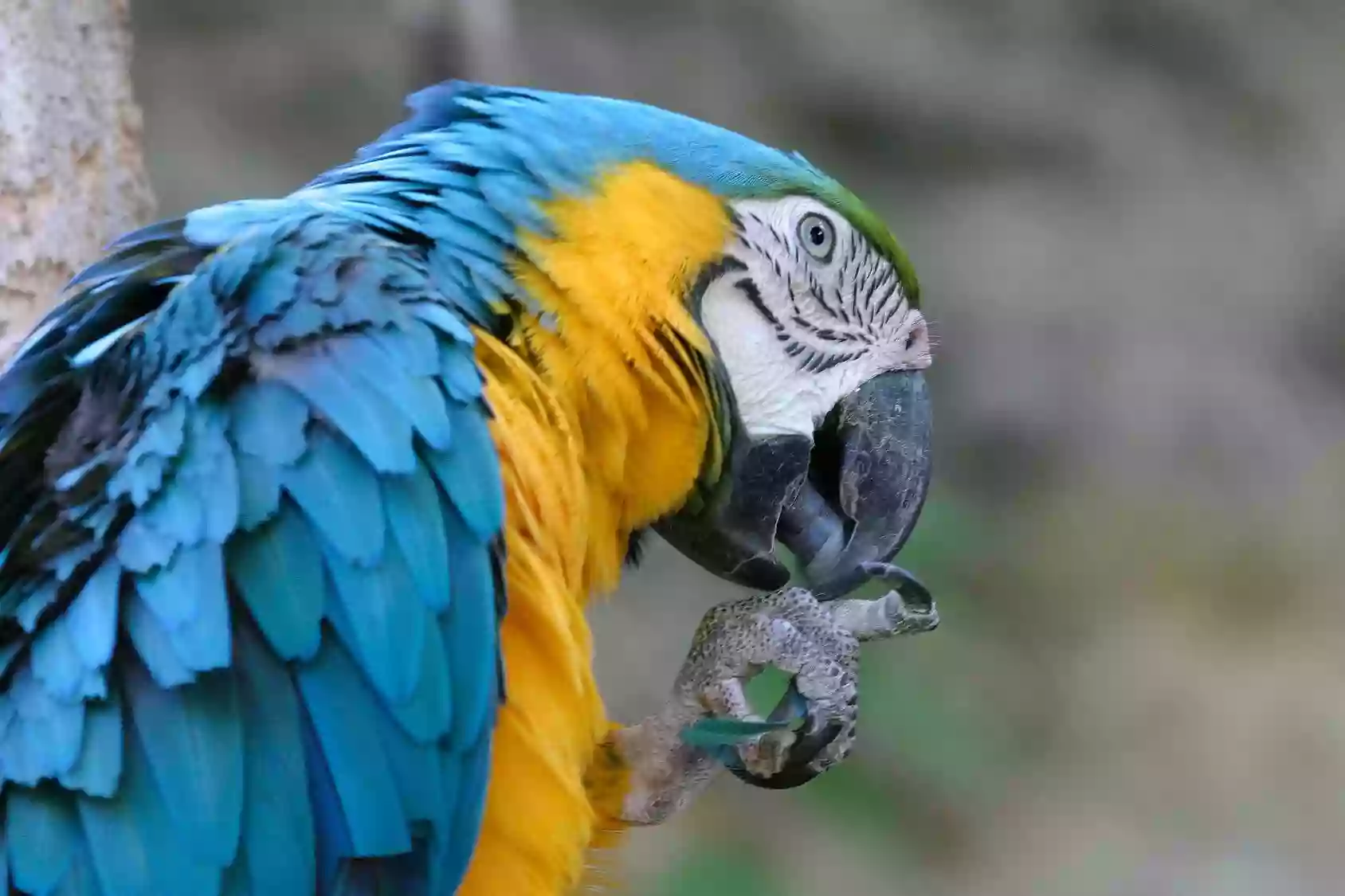 Tropical Avian Oasis - Tropical Parrots