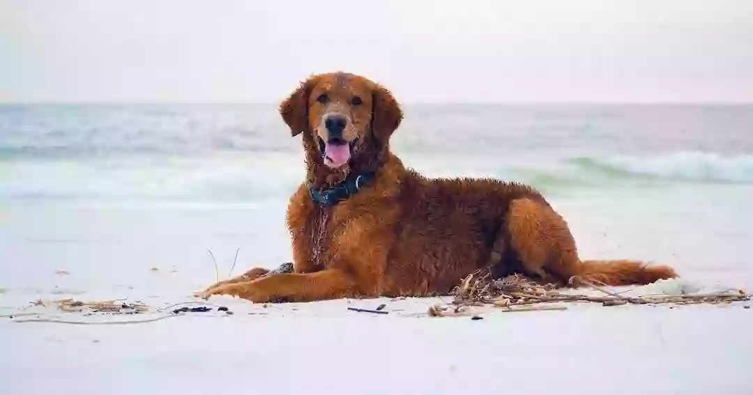 Pensacola Dog Beach