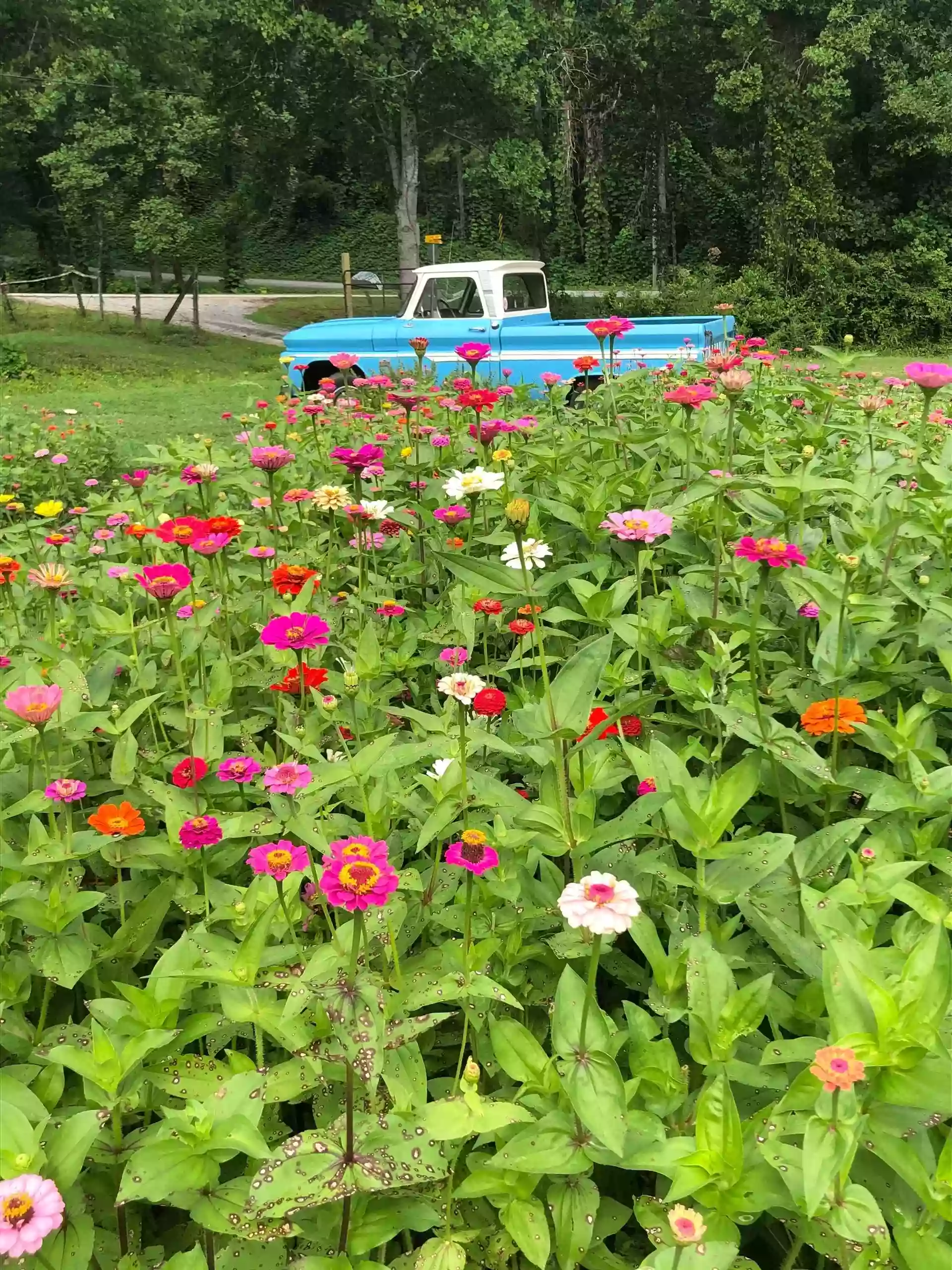 Zinnia Happiness