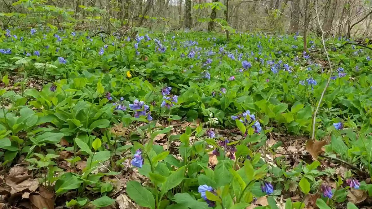 Shirley Miller Wildflower Trail