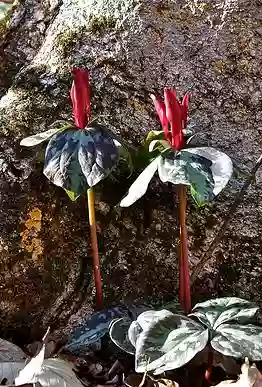 Wolf Creek Trout Lily Preserve