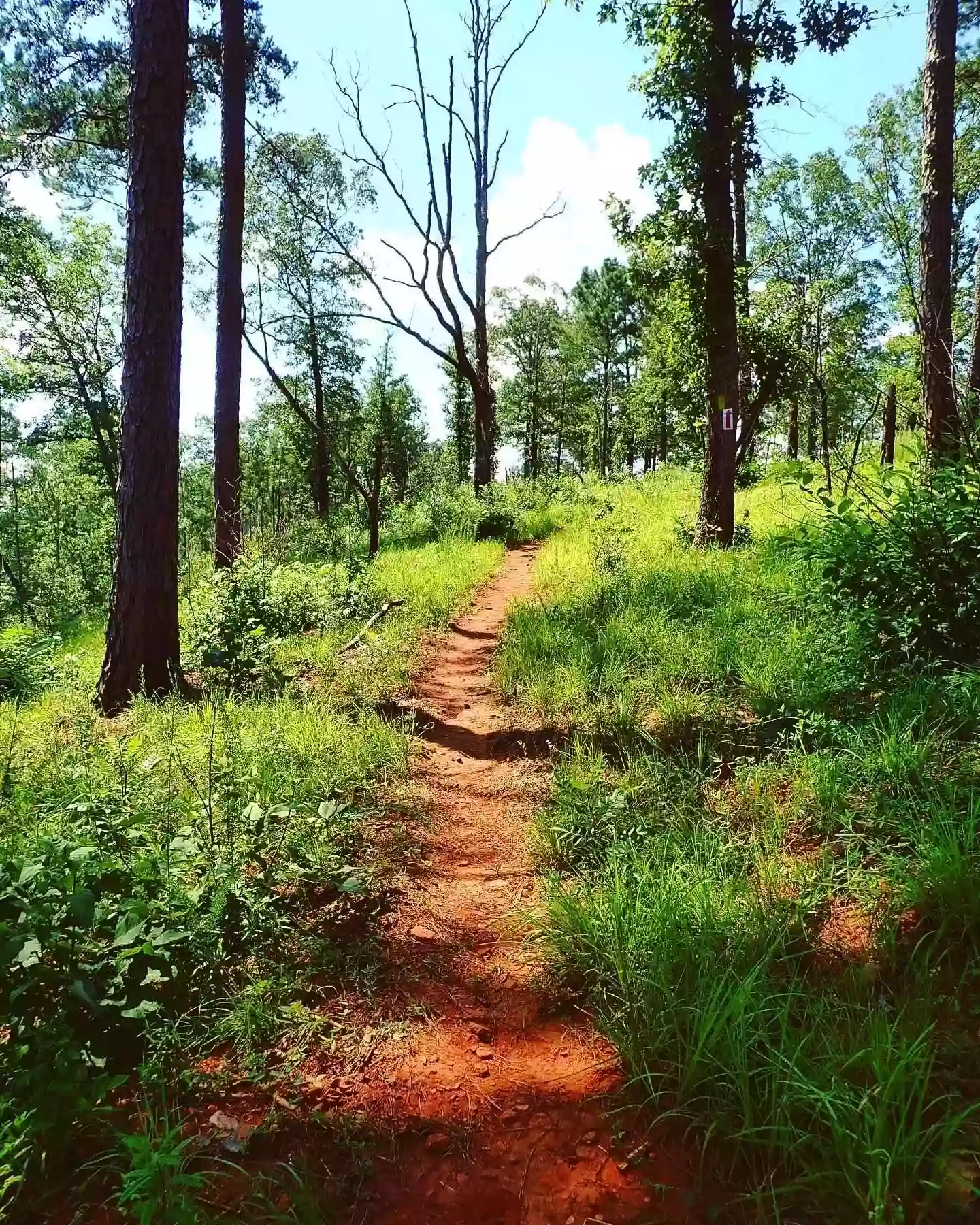 Red Dirt Vagabond