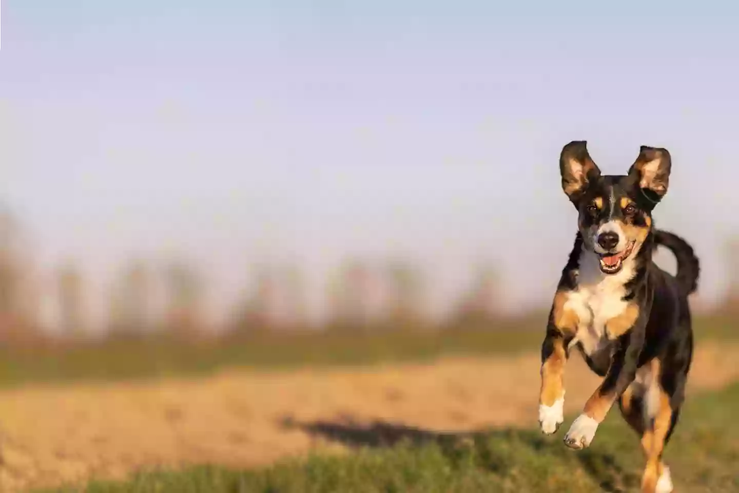 Butler Creek Animal Hospital