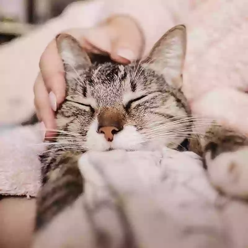 Sweet Dreams In-Home Pet Euthanasia