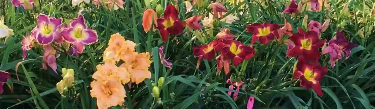 Kathy's Daylilies