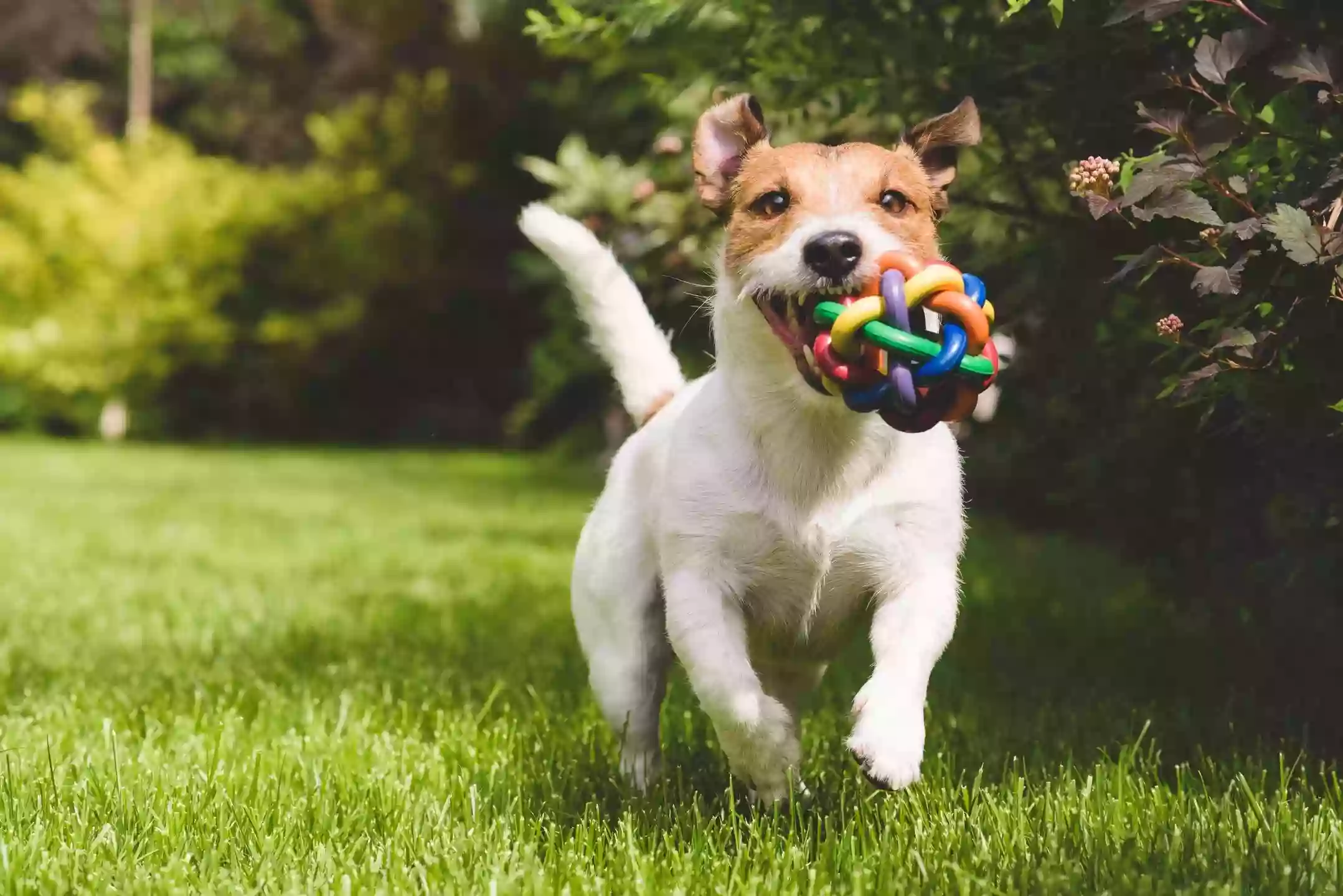 Happy Dog Retreat Inc.