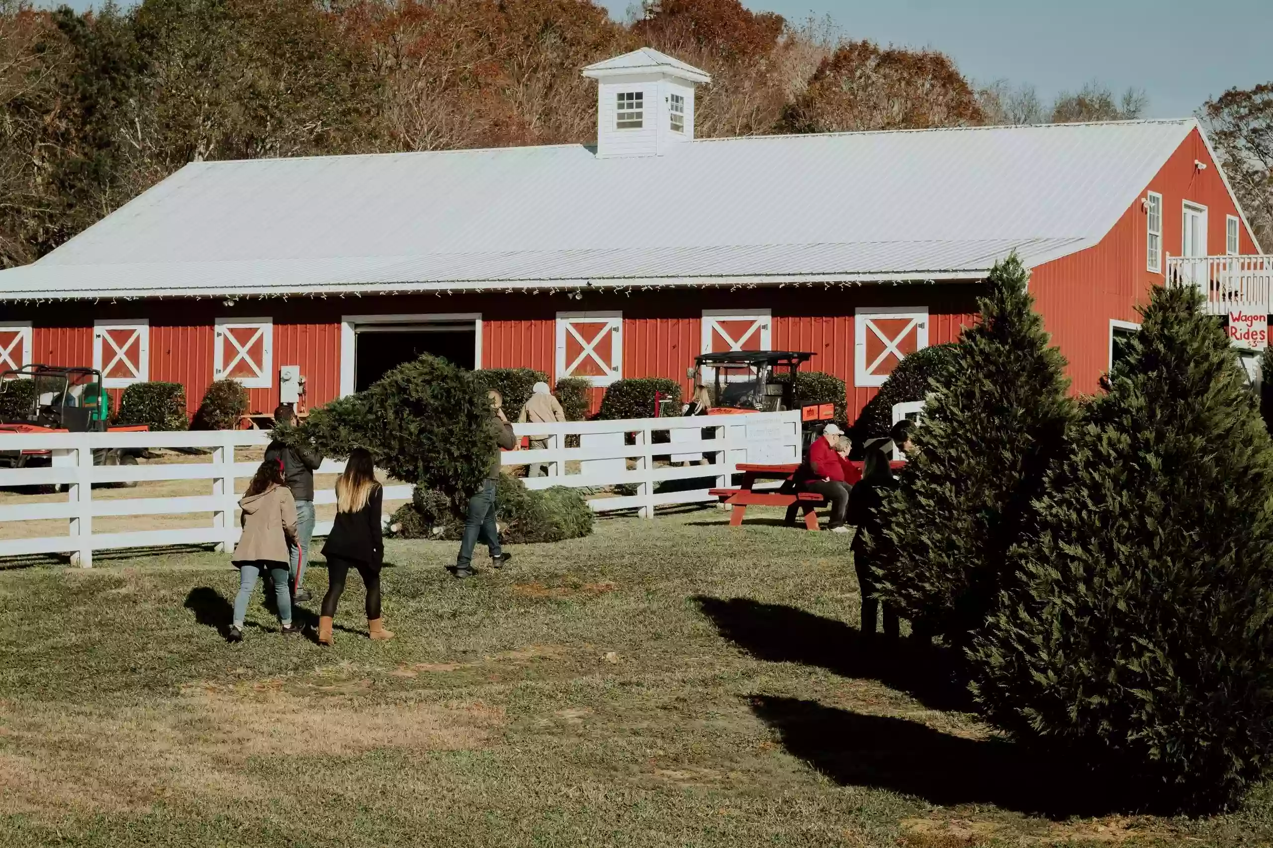 Bottoms Christmas Tree Farm and Corn Maze