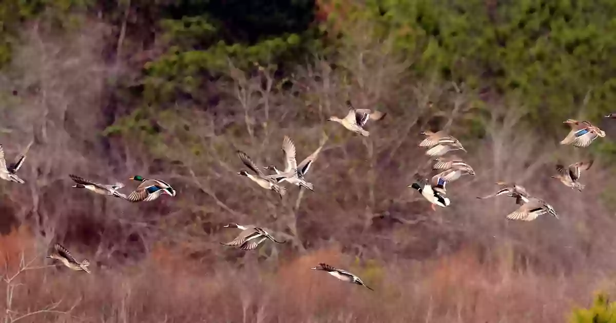 Bradley Unit, Eufaula National Wildlife Refuge