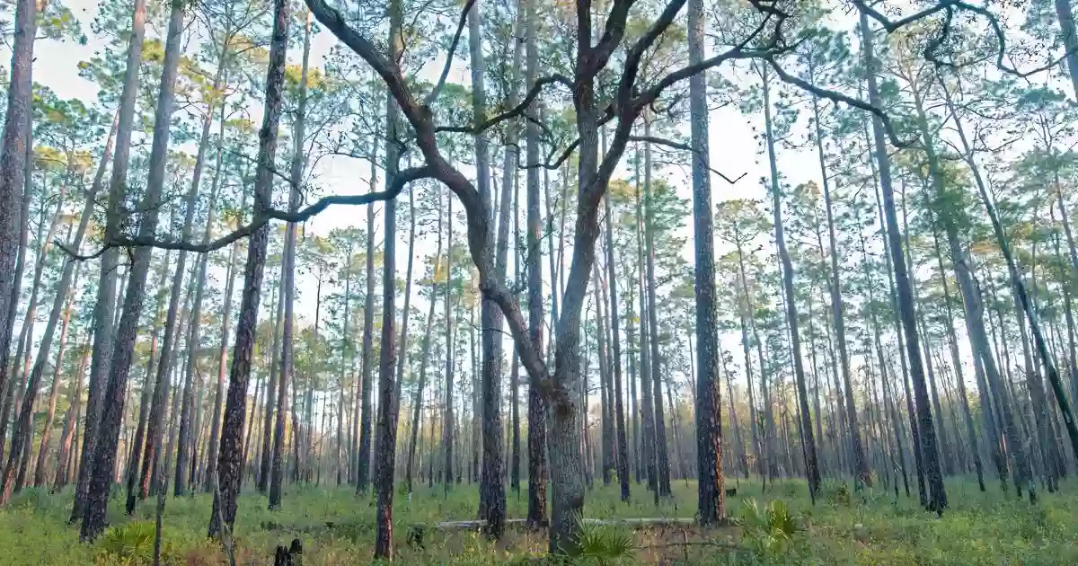 Moody Forest Natural Area