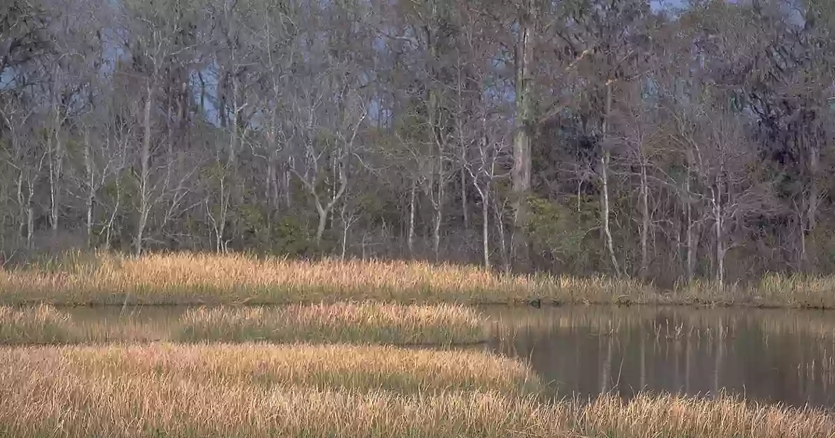 Carr's Island Preserve