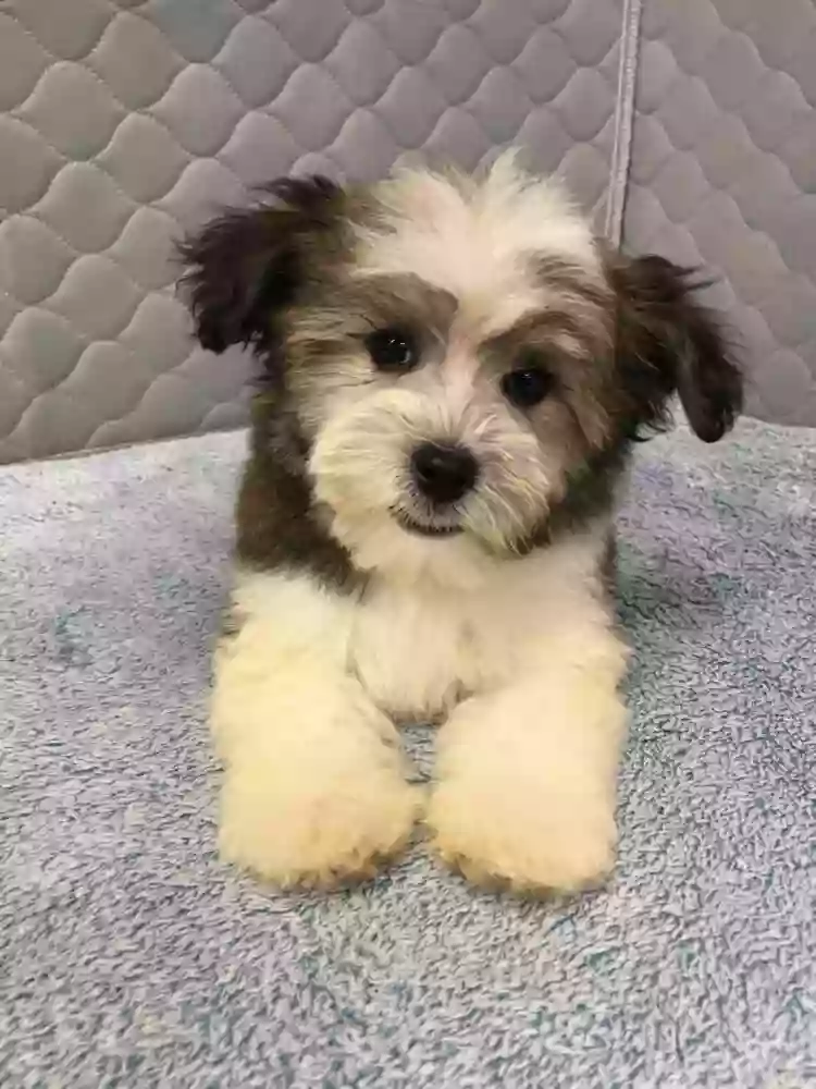 Noah’s Little Ark Havanese Puppies