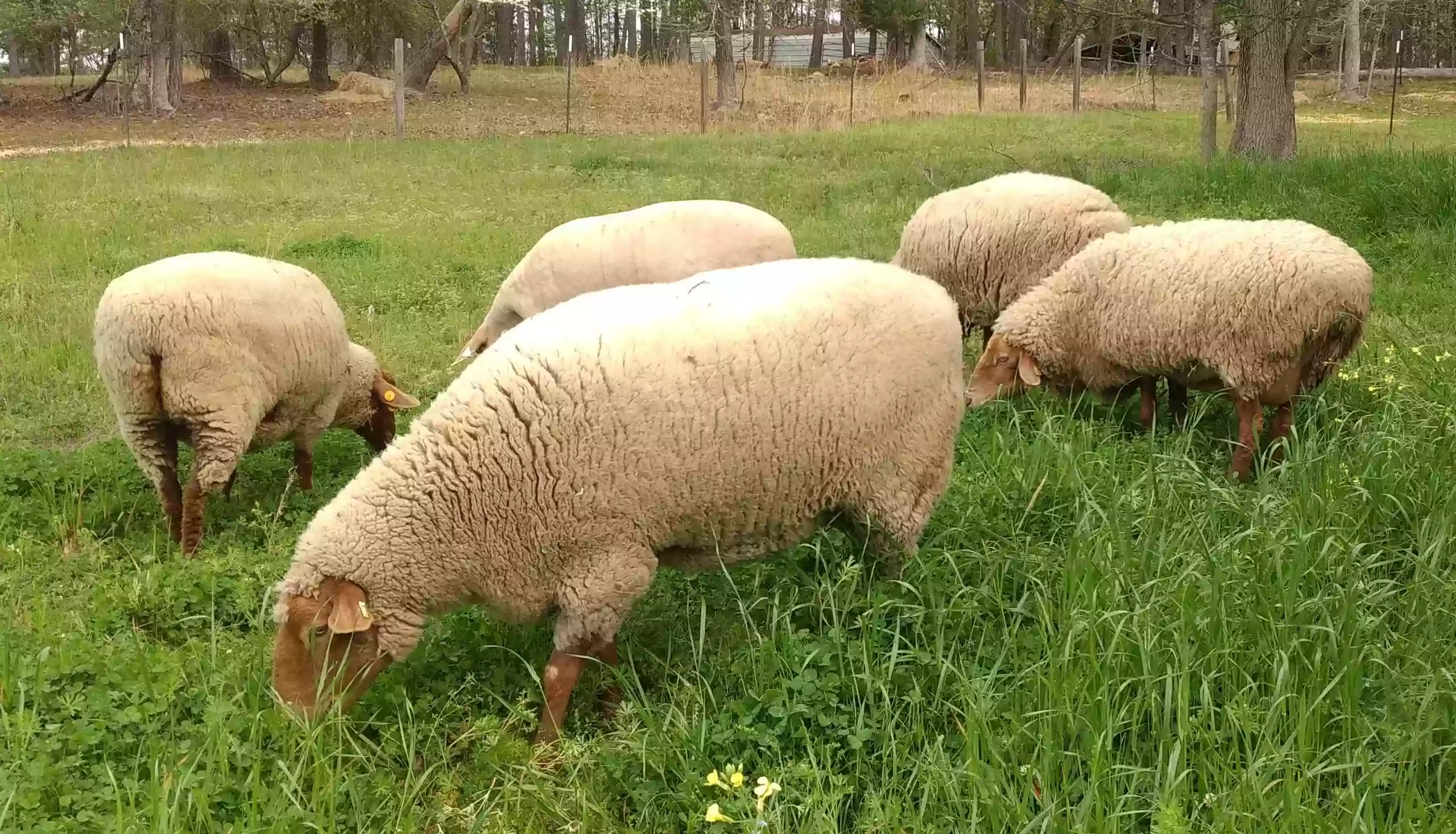 Casey's Sheep and Fiber