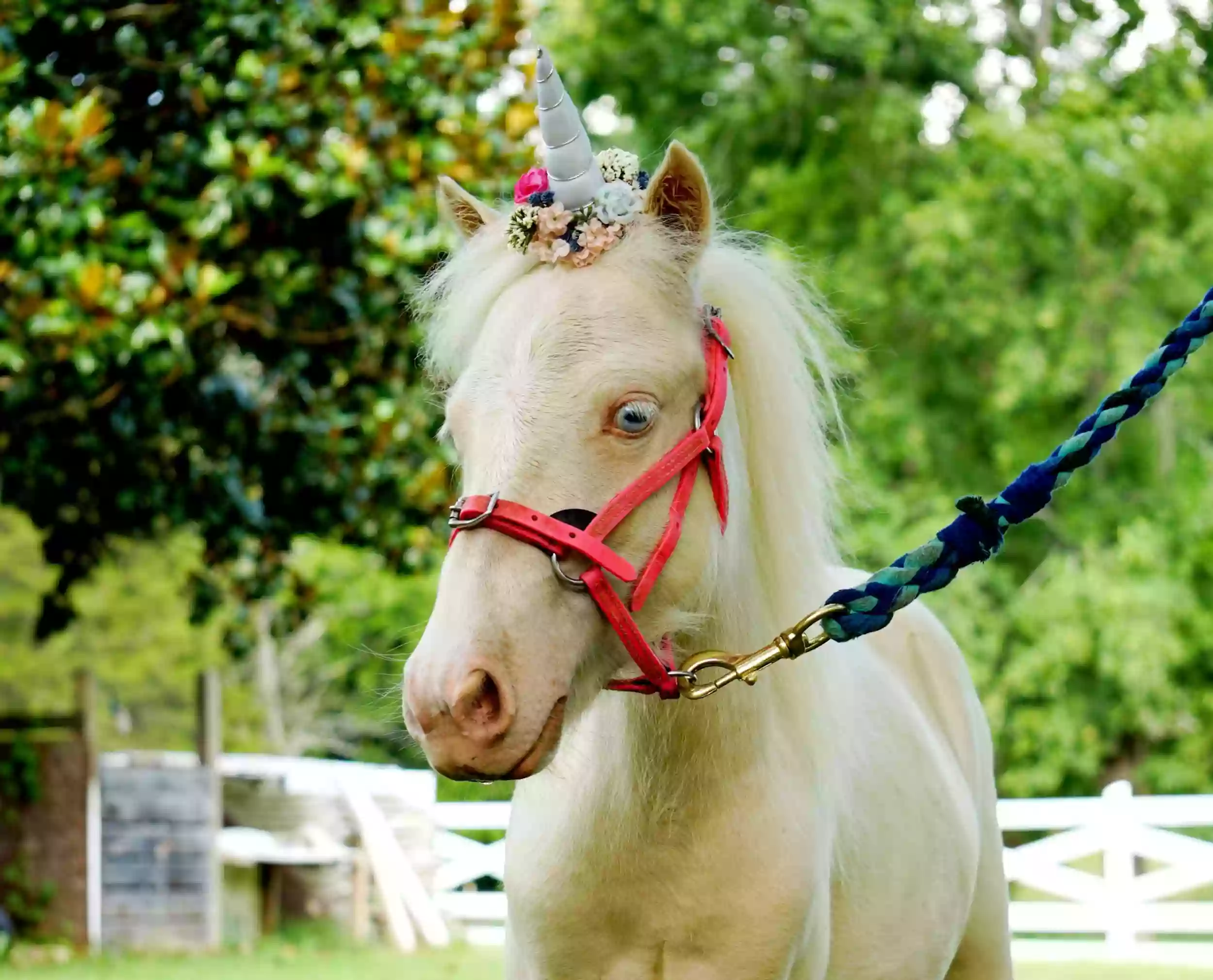 Little Rein Pony Parties