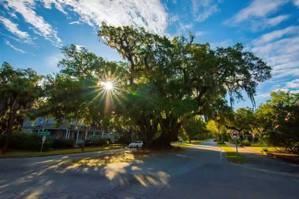 Lover's Oak