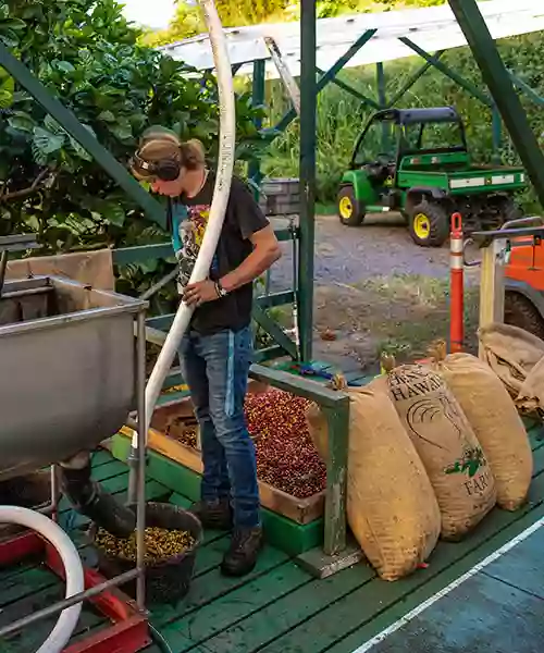 Heavenly Hawaiian Kona Coffee Farm Tours