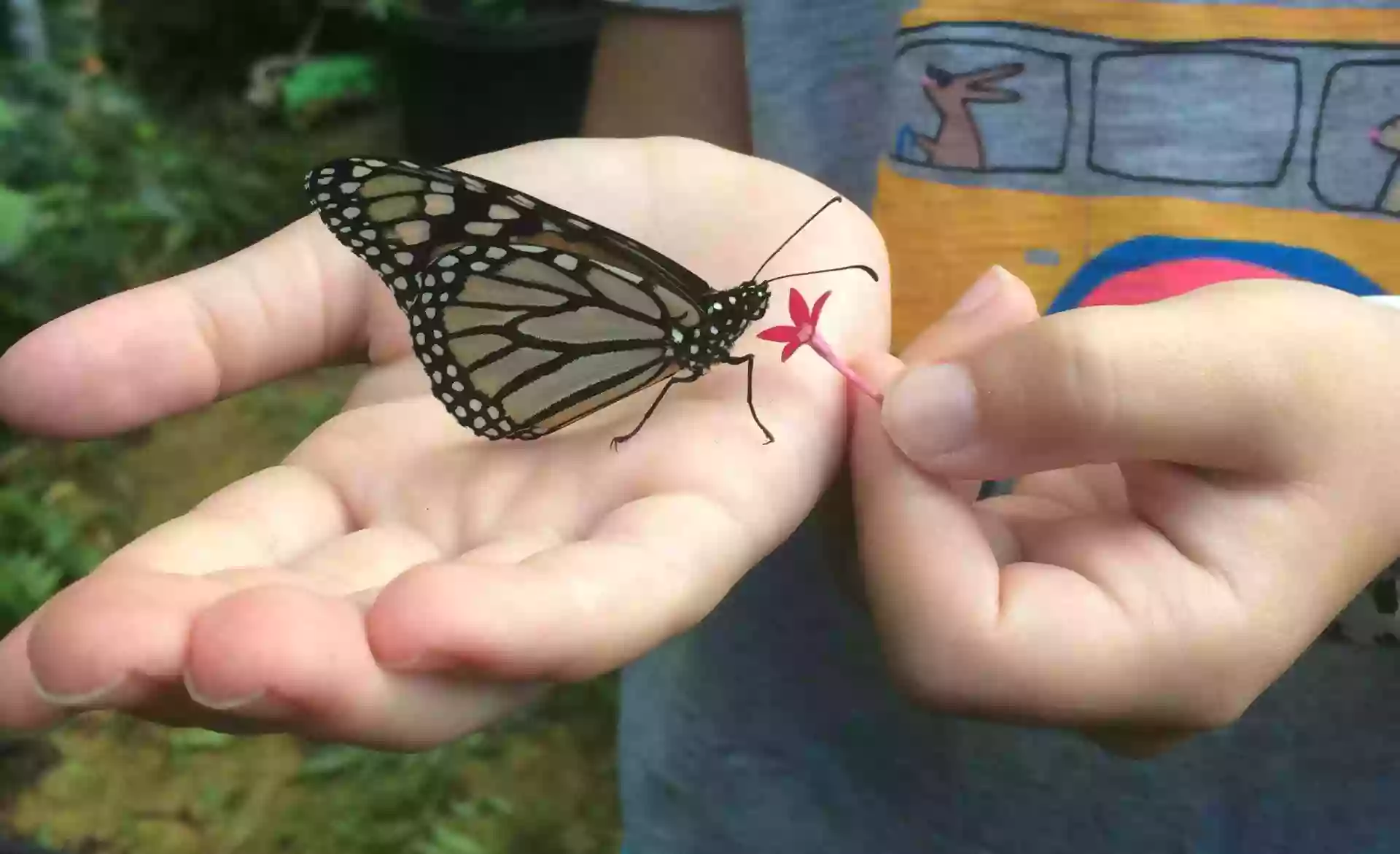 The Maui Butterfly Farm