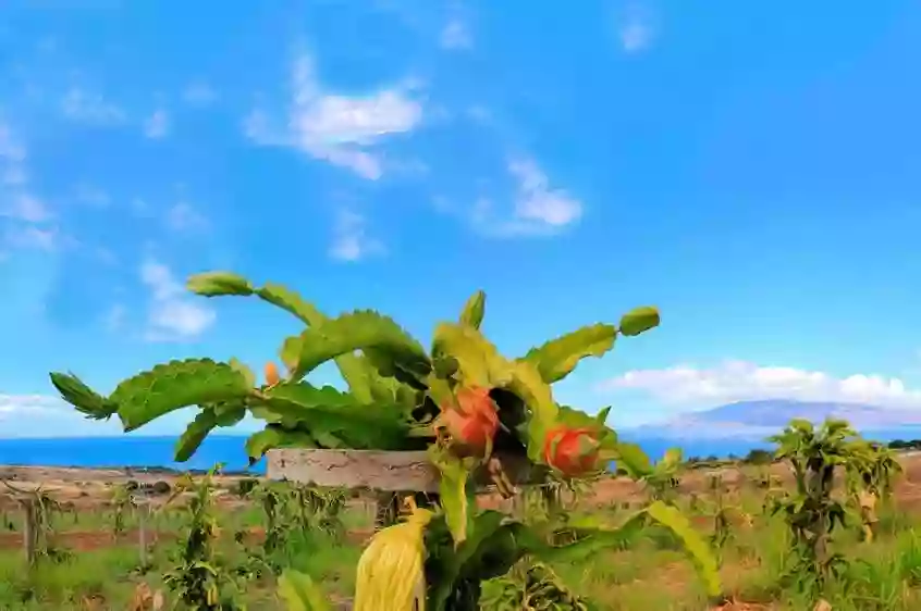 Maui Dragon Fruit Farm